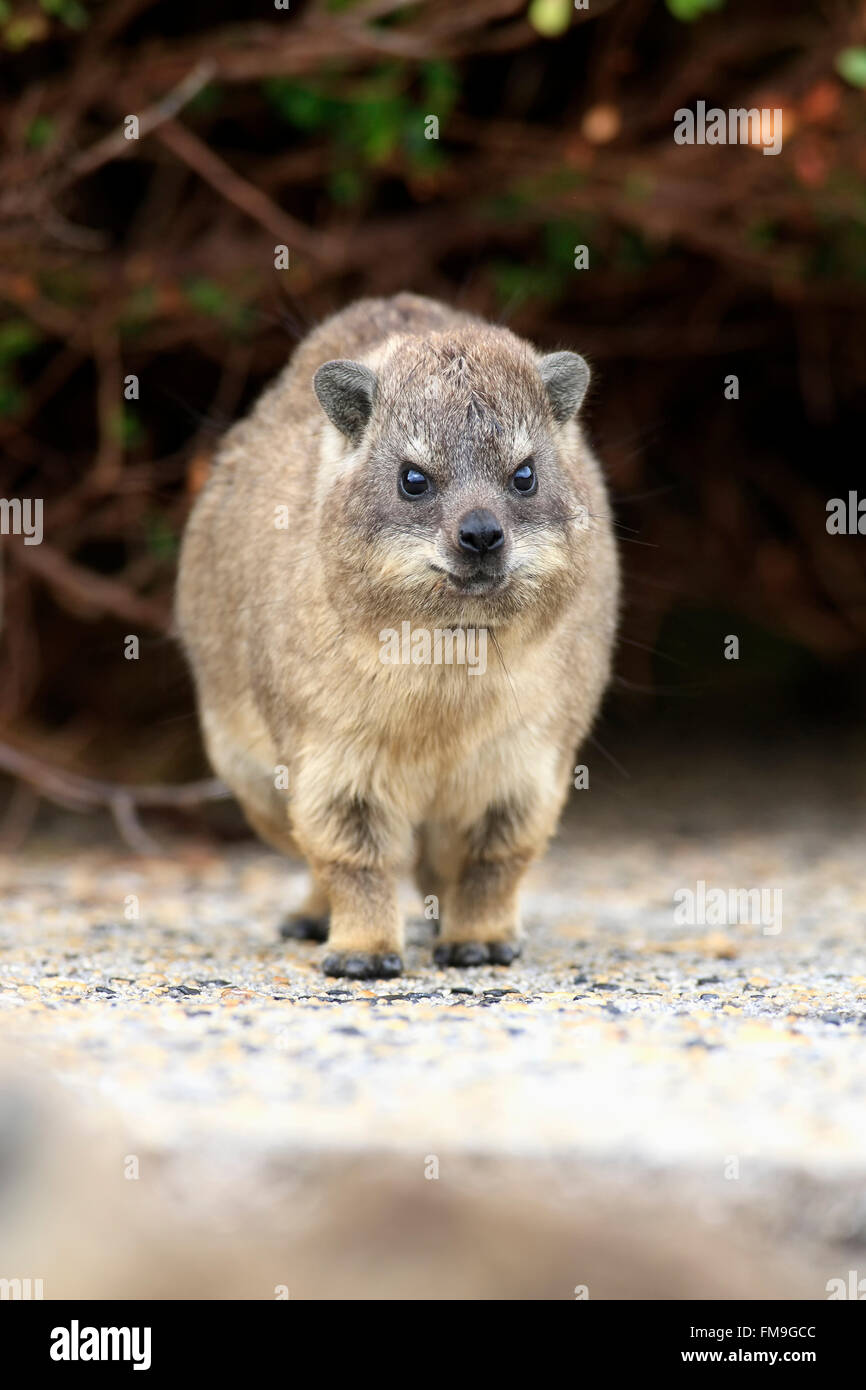 Rock-Klippschliefer, jung, Bettys Bay, Western Cape, Südafrika, Afrika / (Procavia Capensis) Stockfoto