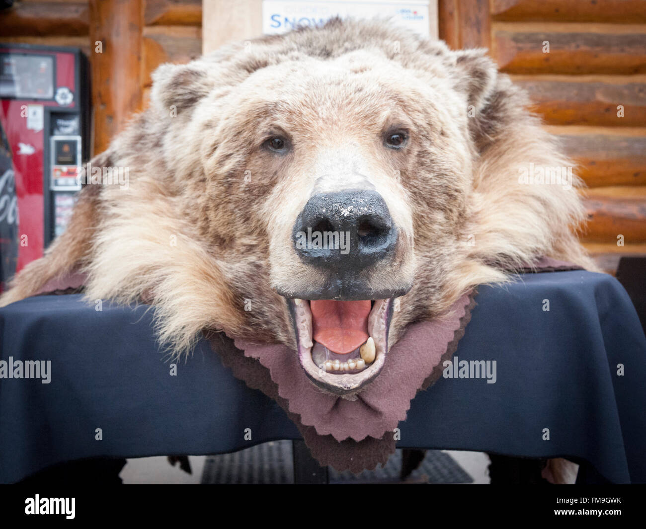 Ein Teddybär Grizzly am Lake Louise Ski Area Banff, Kanada Stockfoto