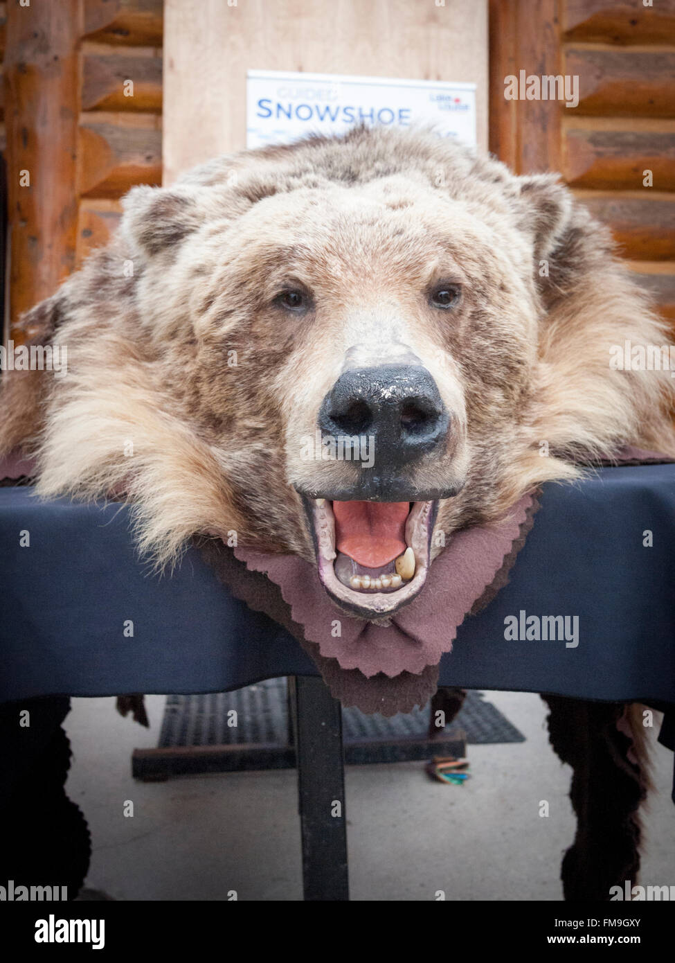 Ein Teddybär Grizzly am Lake Louise Ski Area Banff, Kanada Stockfoto