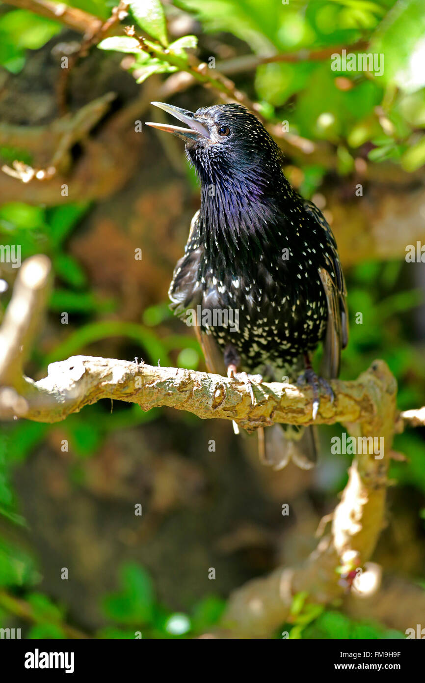 European Starling, Western Cape, Südafrika, Afrika / (Sturnus Vulgaris) Stockfoto