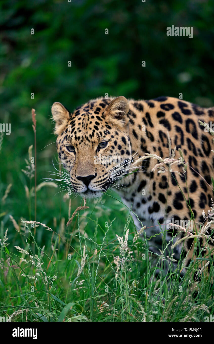 Amur-Leopard, Asien / (Panthera Pardus Orientalis) Stockfoto