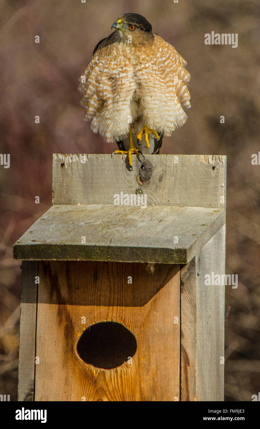 Tierwelt, Reifen männlichen Cooper Hawk gehockt auf Wood Duck Nistkasten in der Natur. USA Stockfoto