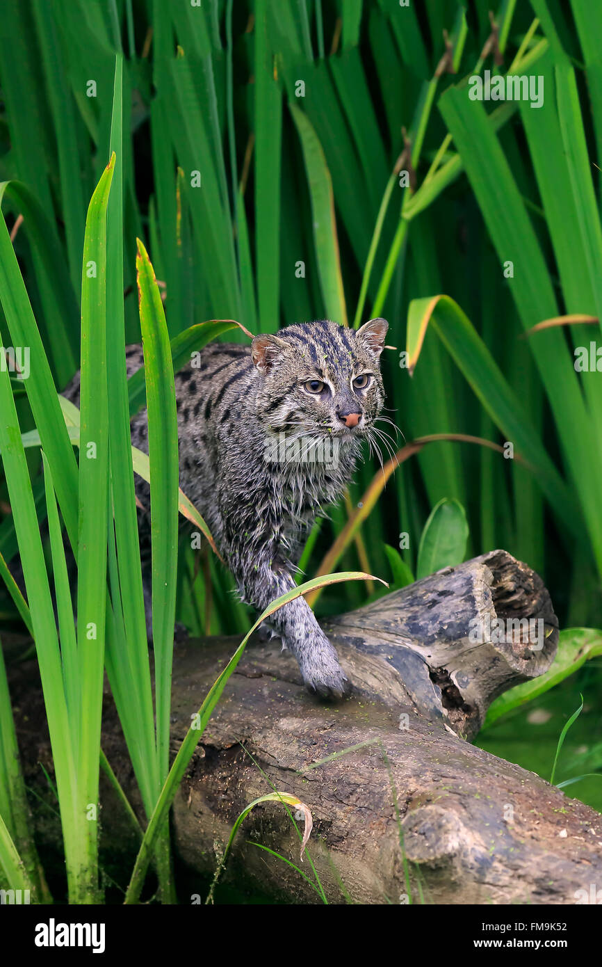 Fischenden Katze, Erwachsenen Pirsch am Wasser, Asien / (Prionailurus Viverrinus) Stockfoto