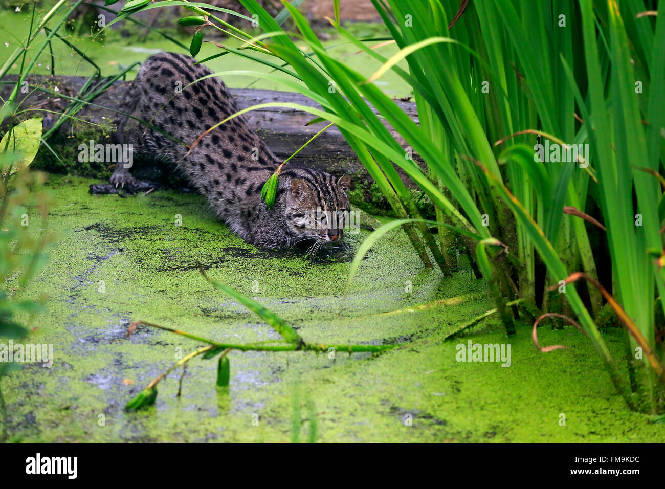 Fischen-Katze, Erwachsenen Jagd, Asien / (Prionailurus Viverrinus) Stockfoto