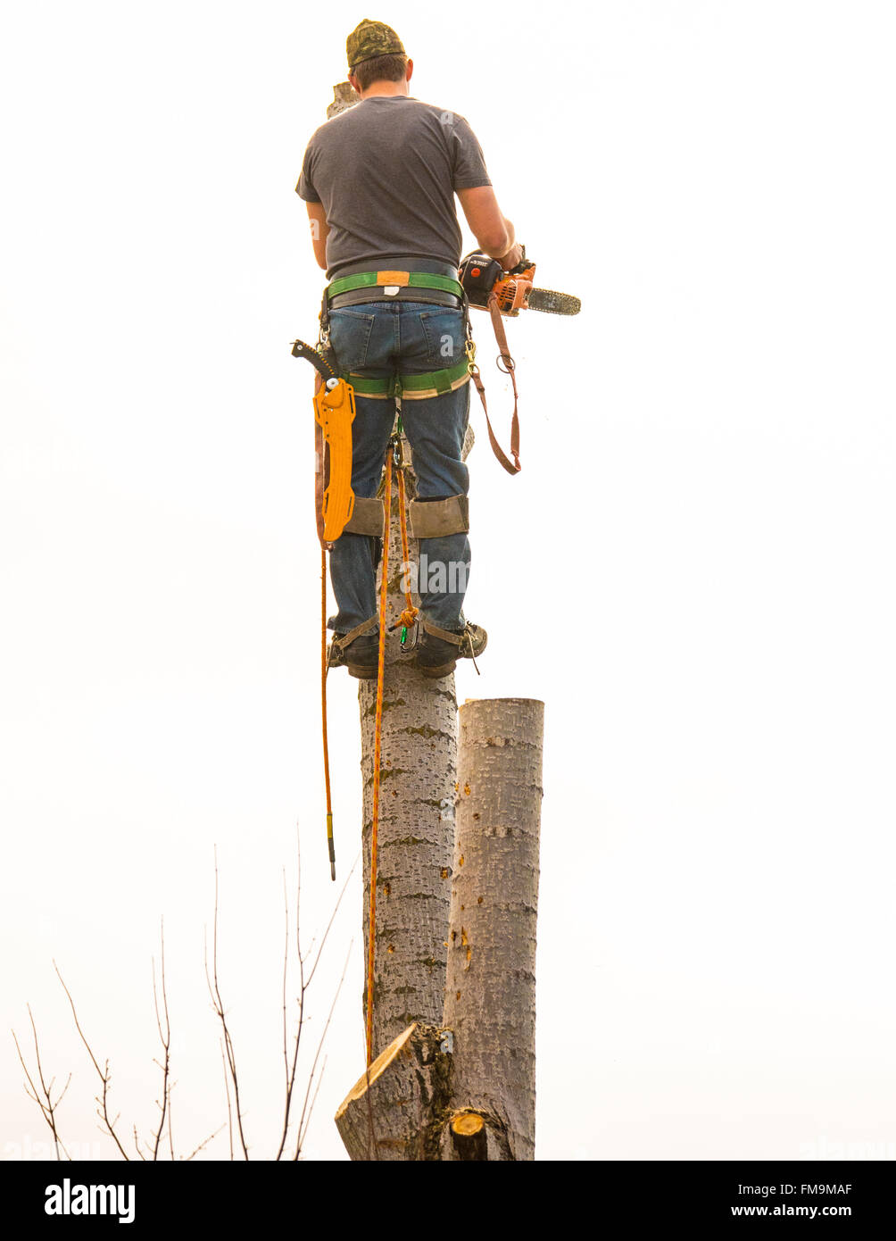 Tree-Trimmer mit Kettensäge Sägen Pappel Baum im Freien. USA Stockfoto