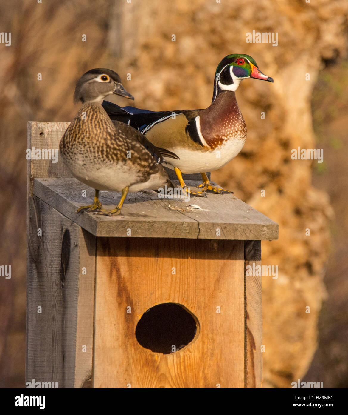 Tier-und Pflanzenwelt, Mann & Frau Holz Enten thront auf einer Brautente Nistkasten, USA Stockfoto