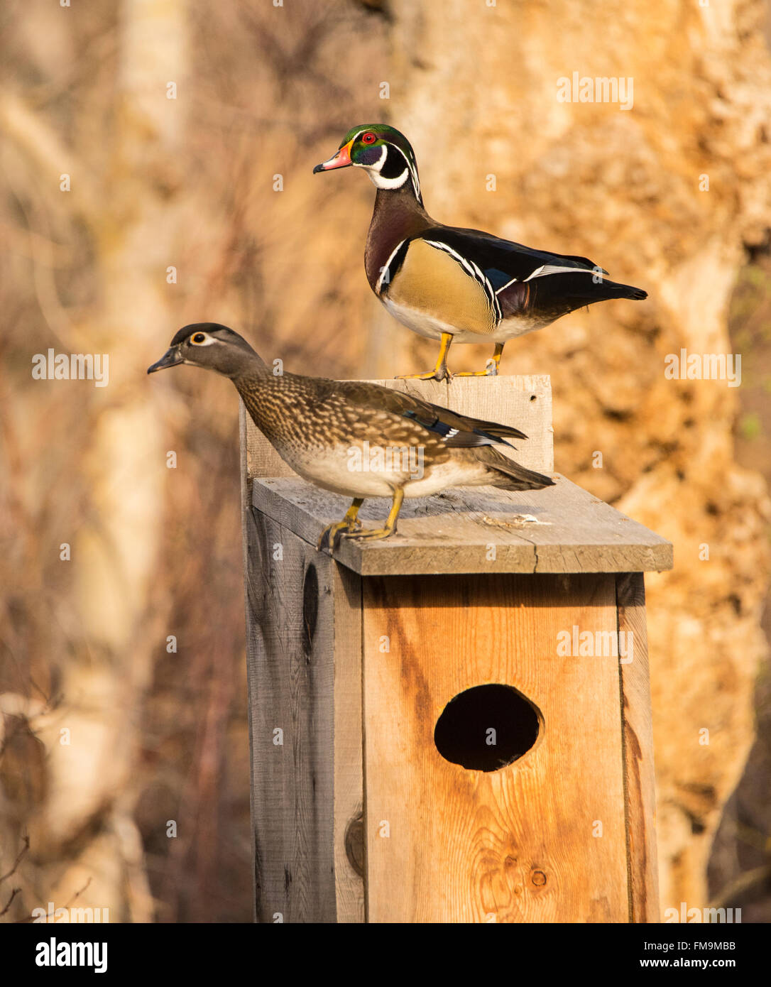 Tier-und Pflanzenwelt, männlich & weiblich Holz Enten. thront auf einer Brautente Nistkasten, USA Stockfoto