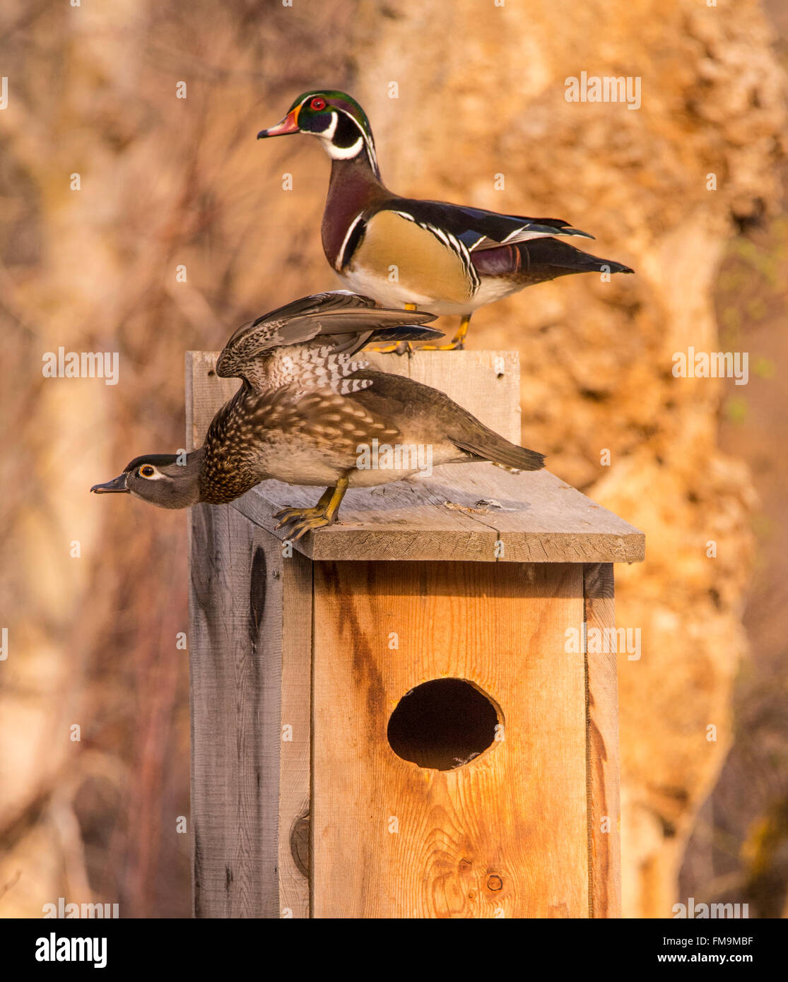 Tier-und Pflanzenwelt, männlich & weiblich Holz Enten. thront auf einer Brautente Nistkasten, USA Stockfoto