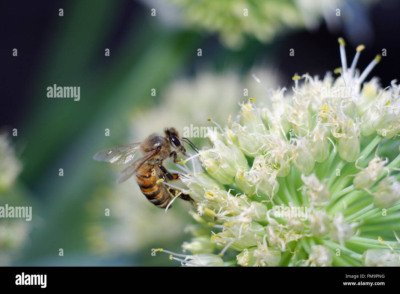 Biene auf weiße Blume Stockfoto