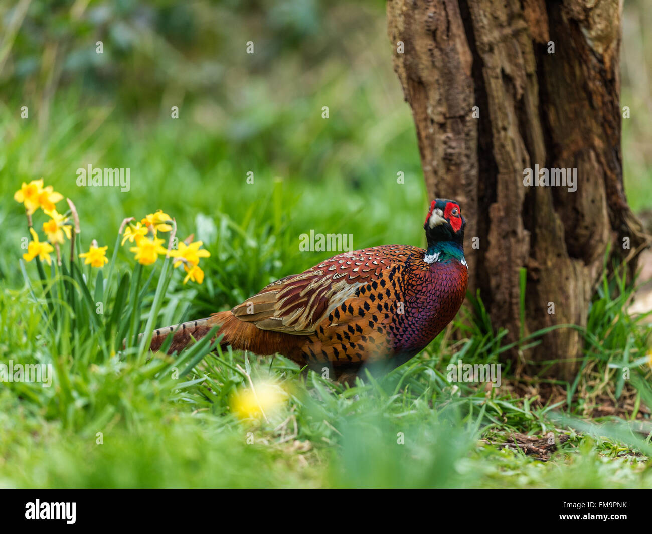 Wunderschöne britische Ring-necked Fasan (Phasianus Colchicus) auf Nahrungssuche in natürlichen Wäldern Wald Einstellung. Stockfoto