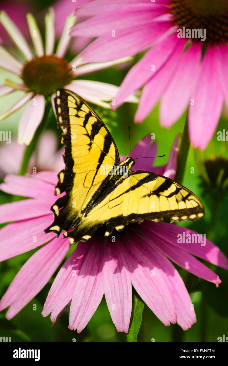 Nahe östlichen Tiger Schwalbenschwanz Schmetterling Flügel öffnen ruht auf Echinacea Blüten im Sommer Garten Umwelt. Stockfoto