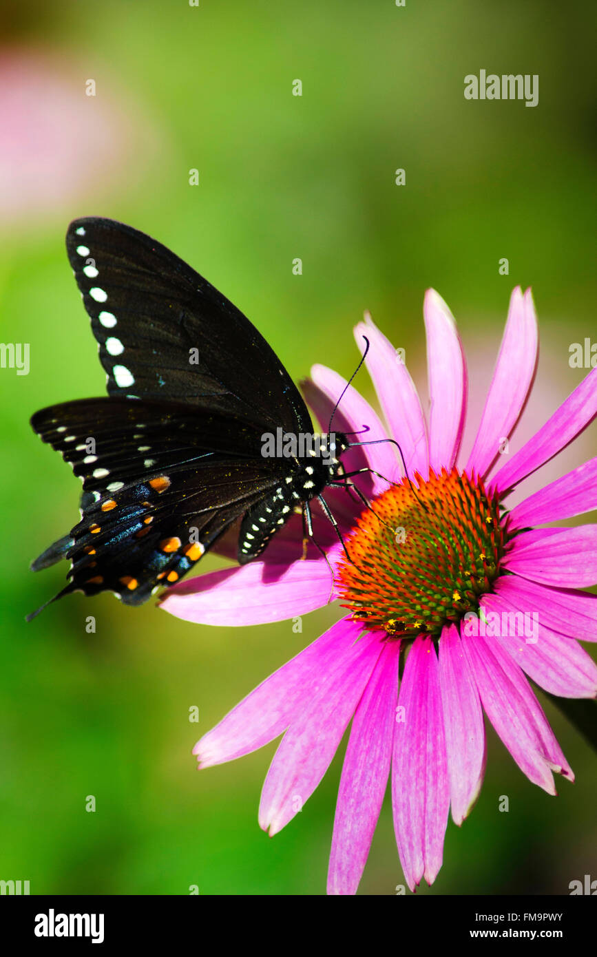 Spicebush Schwalbenschwanz Schmetterling Flügel öffnen Sie ernähren sich von rosa Echinacea Blume. Stockfoto