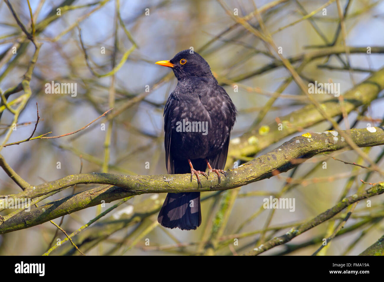 Amsel Turdus Merula männlichen thront in Hecke Stockfoto