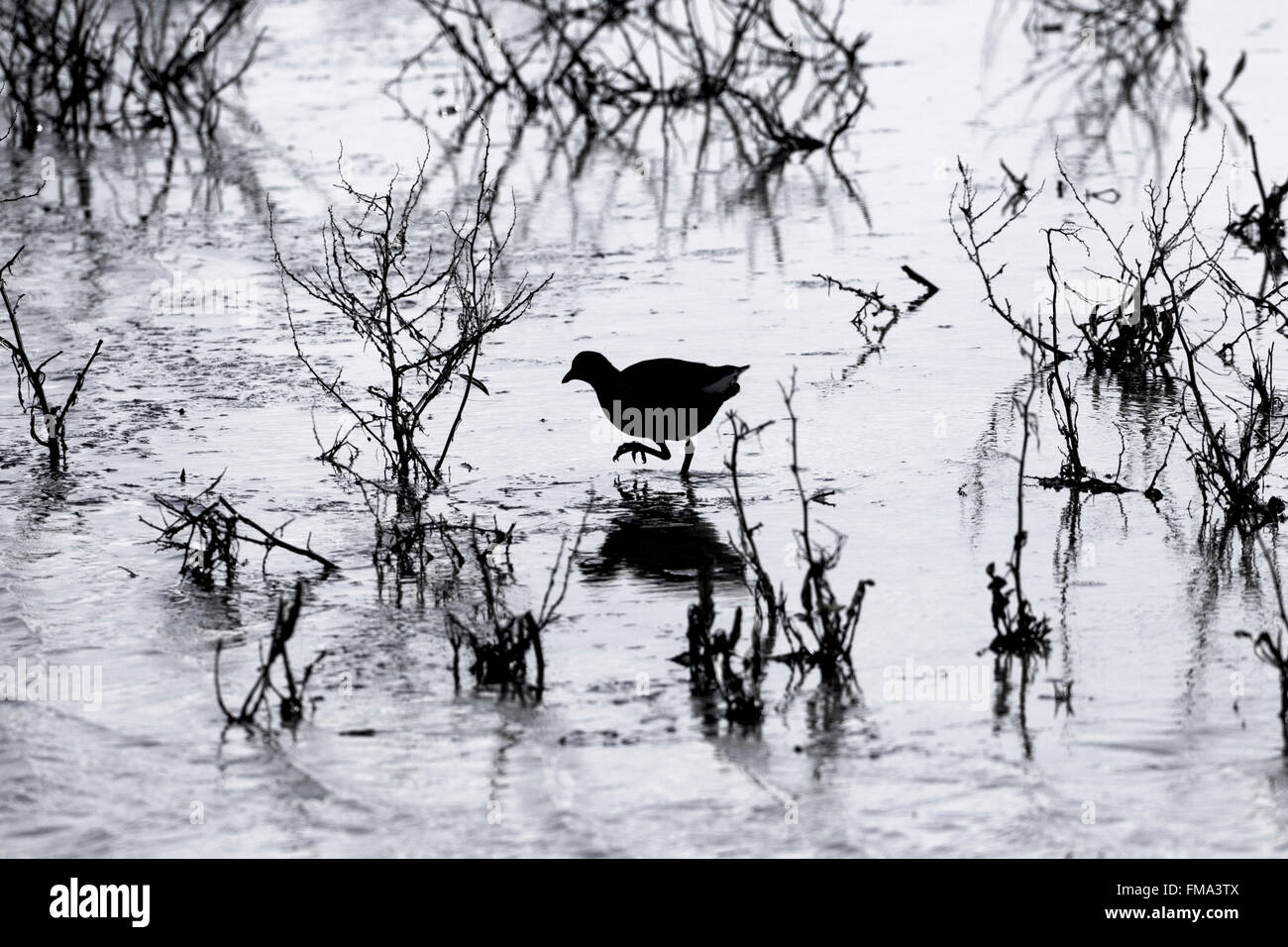 Moorhen Gallinula Chloropus Fütterung auf überfluteten Gebiet im winter Stockfoto