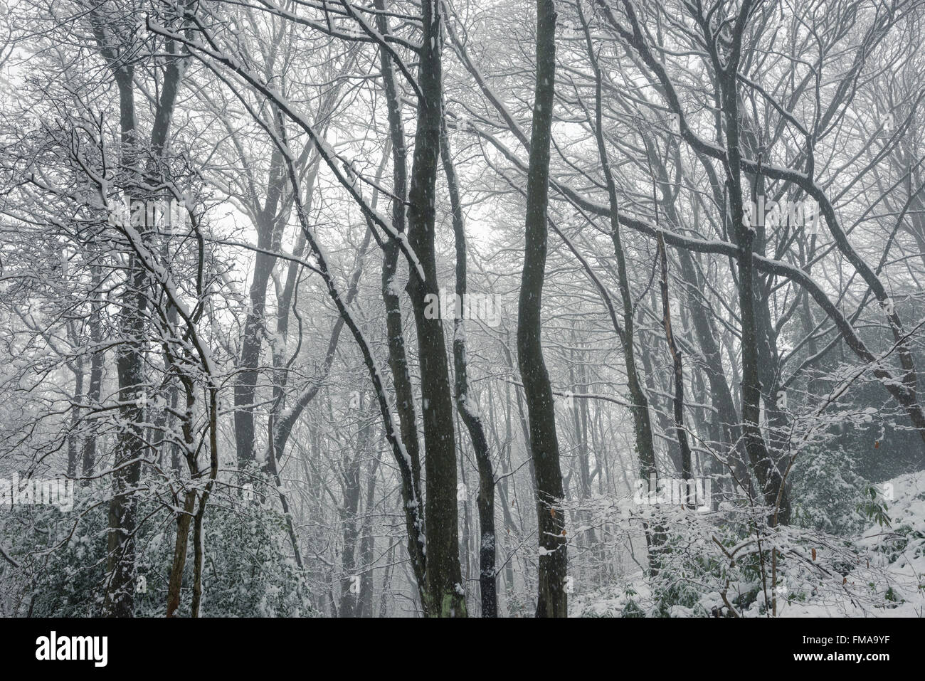 Ein leichter Nebel in eine magische, verschneiten Wäldern im Norden Englands. Stockfoto