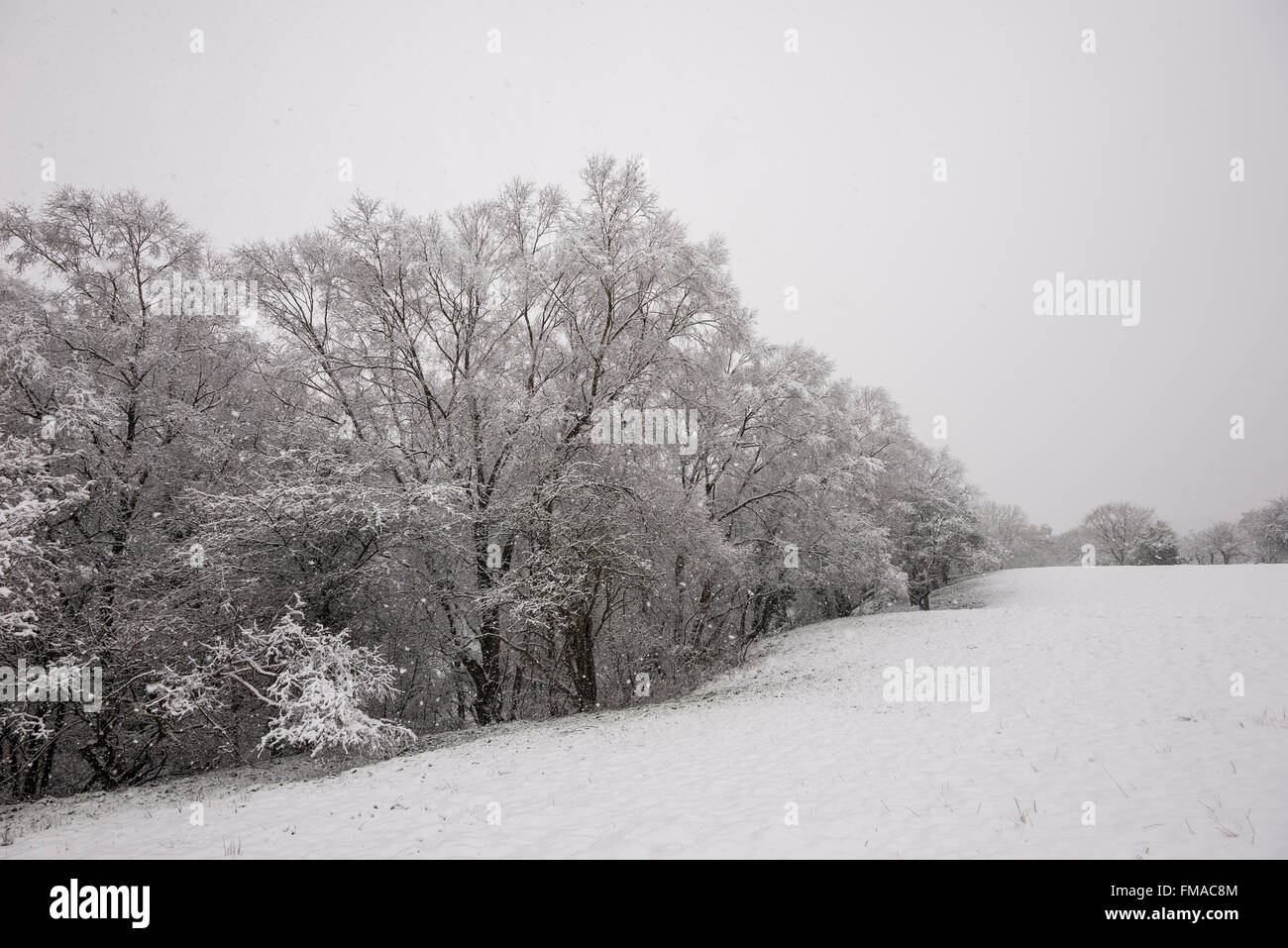 Rand von einem englischen Waldgebiet an einem sehr verschneiten Tag. Fallender Schnee gegen die Zweige der Bäume gesehen. Stockfoto