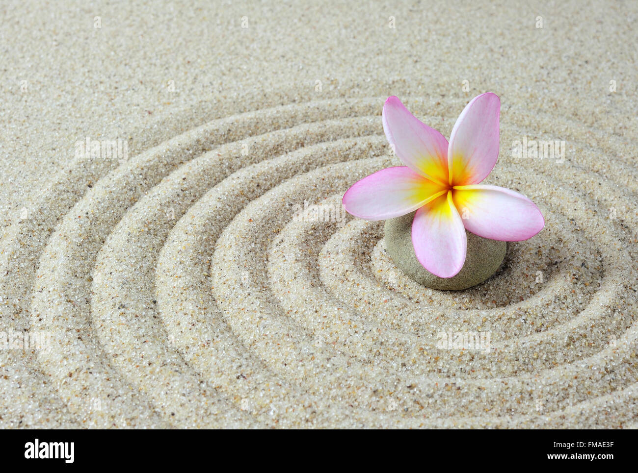 Zen Steinen mit Frangipani Blume mit Sand Hintergrund Stockfoto