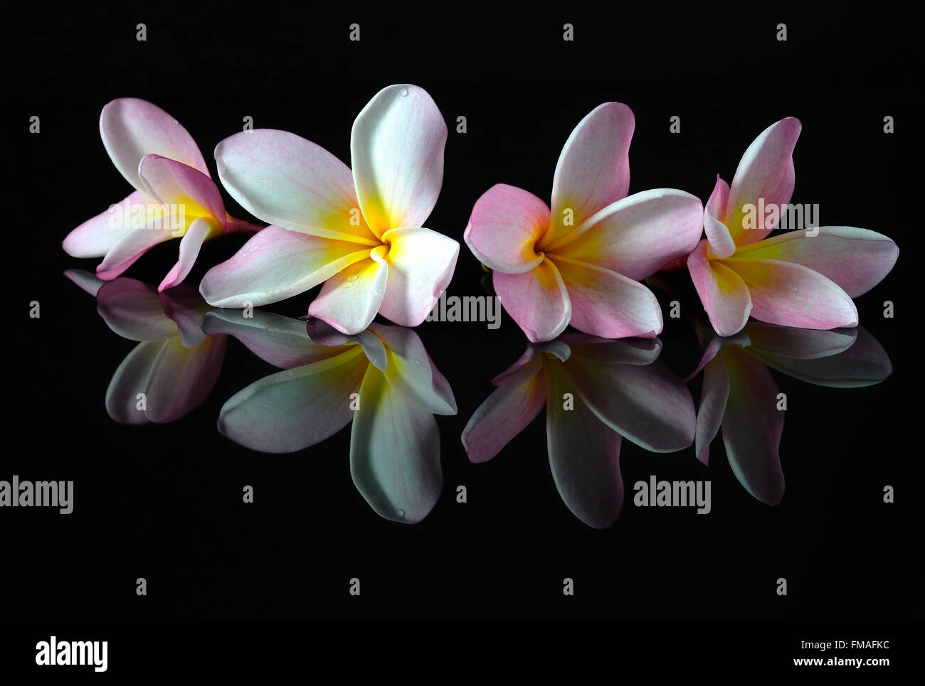 Wellness-, Beauty- und Wellness-Konzept - vier Frangipani-Blüten mit Reflexion auf dunklem Hintergrund. Stockfoto