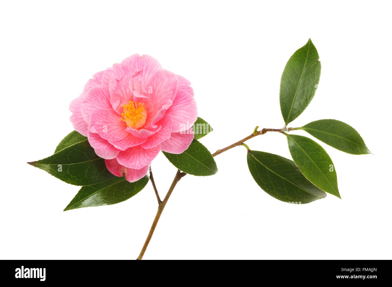 Kamelie und glänzenden immergrünen Blätter isoliert gegen weiß Stockfoto
