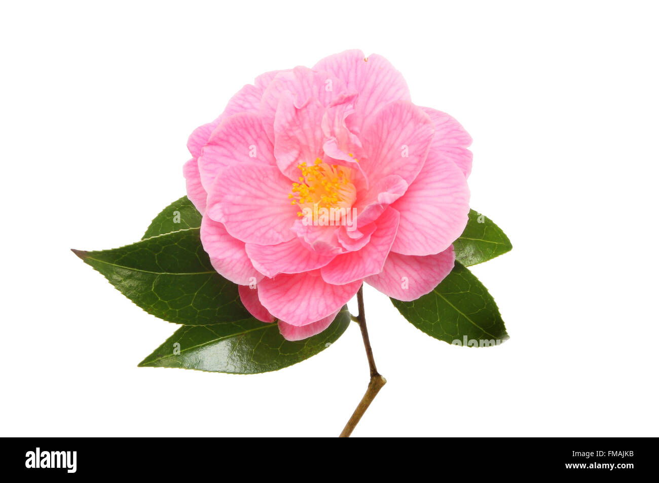 Magenta Kamelie und glänzenden immergrünen Blätter isoliert gegen weiß Stockfoto