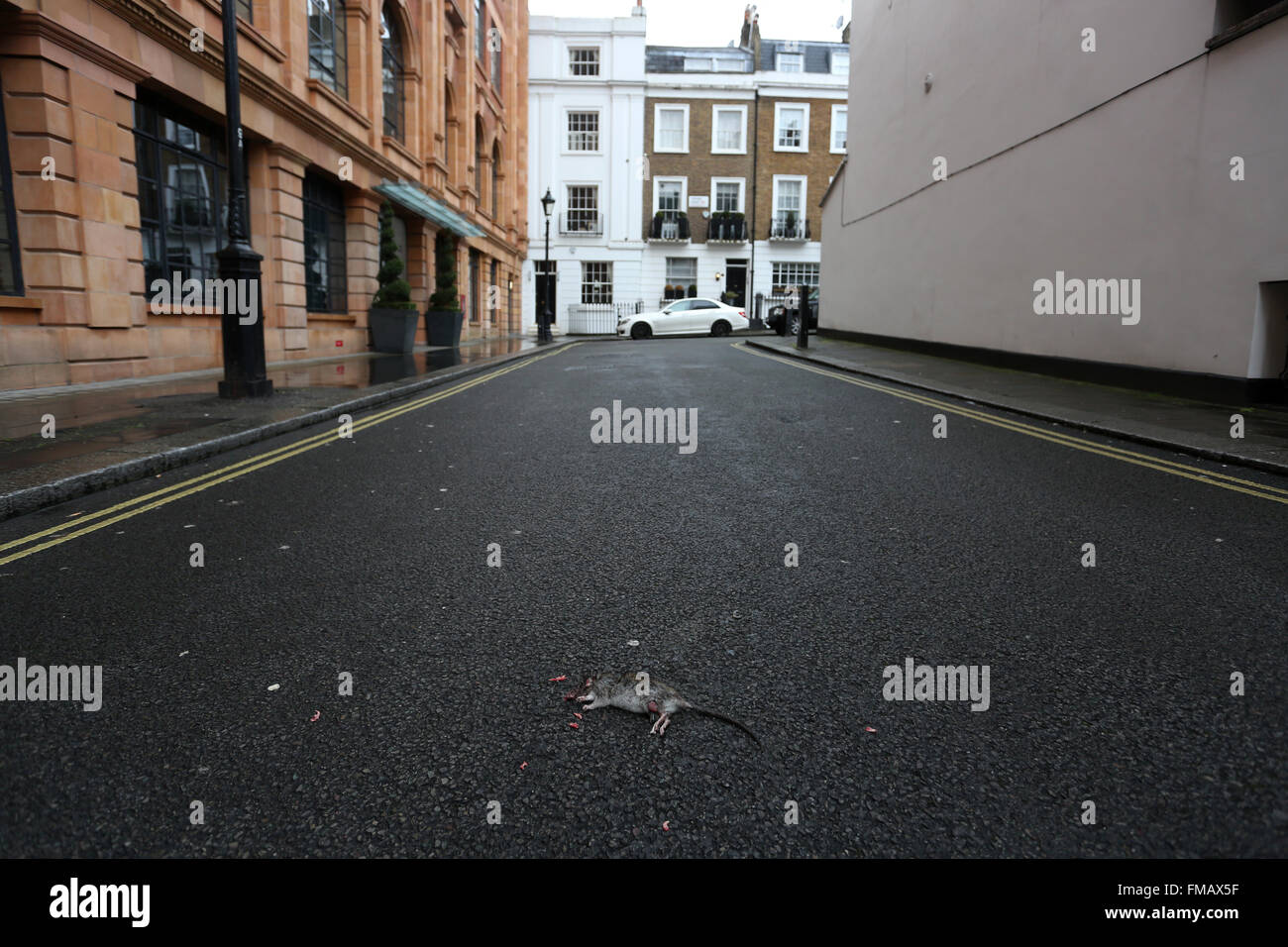 Tote Ratte auf der Straße in Cheval Place, London, UK. Stockfoto