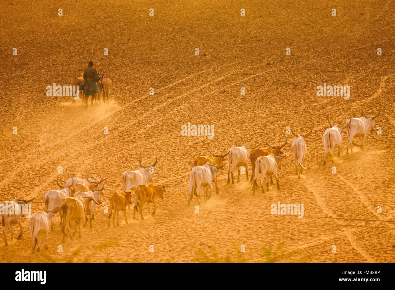 Senegal, Sahel, Ferlo Region, Widou Thiengoly, halb Wüstenlandschaft in der Sahel-Zone Stockfoto