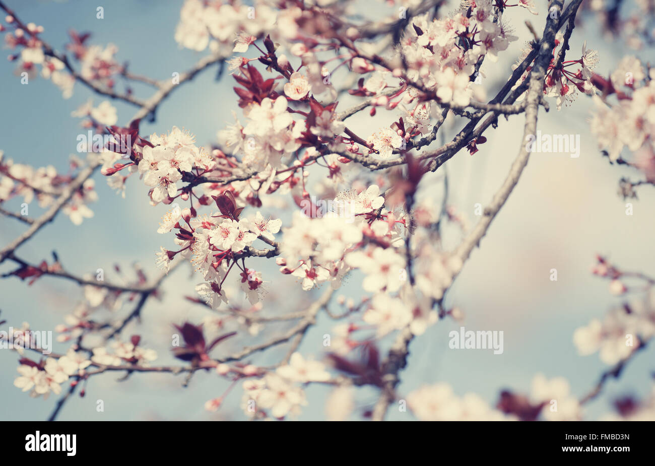 Schönen Kirschbaum Blüte, kleine sanfte weiße Blüten über blauen Himmelshintergrund, Schönheit der Natur Frühling Stockfoto