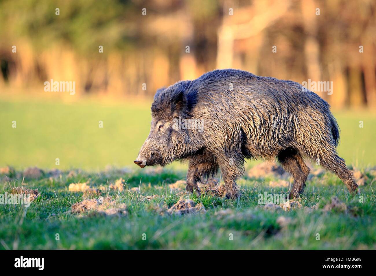 Wie Heißt Das Männliche Wildschwein www.alamy.de