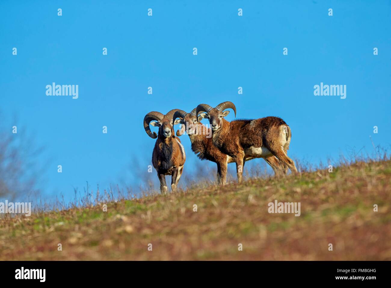 Frankreich, Haute Saone, privater Park, Rams Mufflons (Ovis Ammon Musimon), Männchen Stockfoto