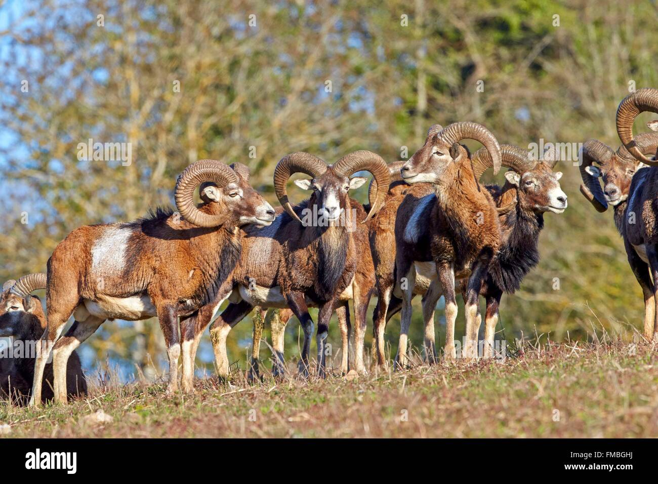 Frankreich, Haute Saone, privater Park, Rams Mufflons (Ovis Ammon Musimon), Männchen Stockfoto