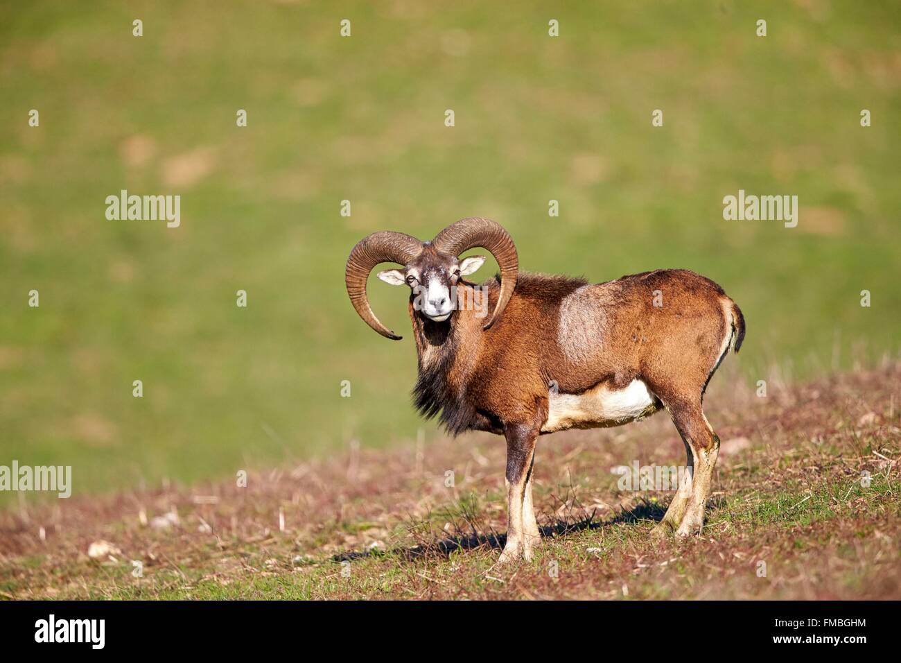 Frankreich, Haute Saone, privater Park, Rams Mufflons (Ovis Ammon Musimon), Männlich, adult Stockfoto