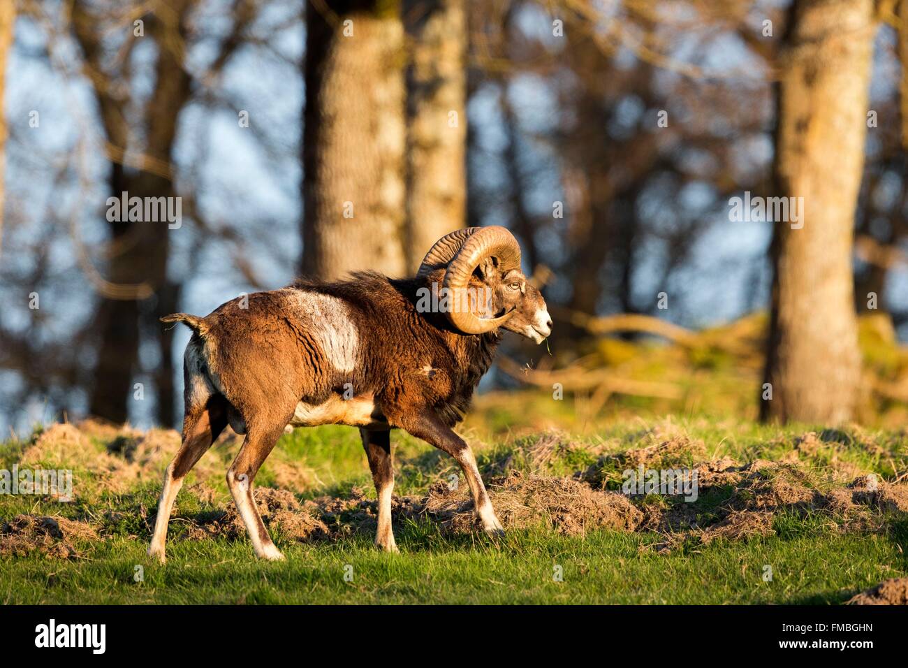 Frankreich, Haute Saone, privater Park, Rams Mufflons (Ovis Ammon Musimon), Männlich, adult Stockfoto