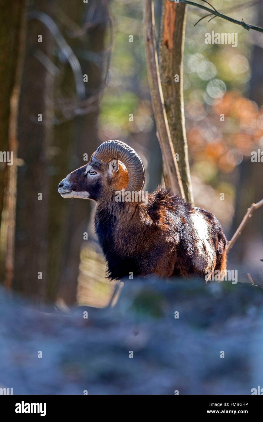 Frankreich, Haute Saone, privater Park, Rams Mufflons (Ovis Ammon Musimon), Männlich, adult Stockfoto