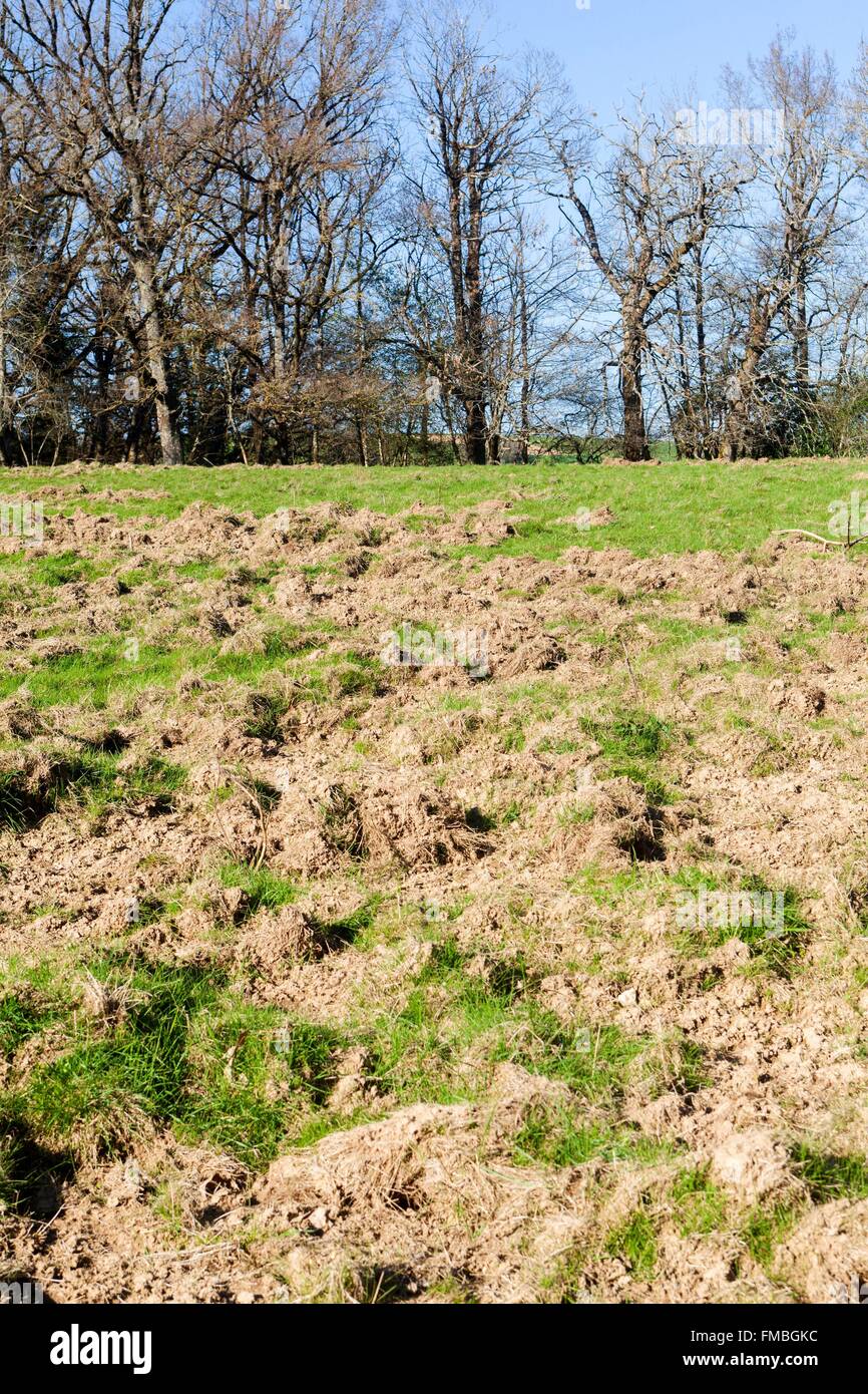 Frankreich, Haute Saone, Wildschwein Spuren auf einer Wiese Stockfoto