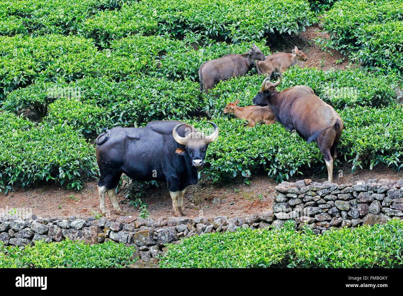 Indien, Bundesstaat Tamil Nadu, Anaimalai Gebirge (Nilgiri Hills), Gaur Ou indische Bison (Bos Gaurus), Männlich, weiblich und youngs Stockfoto