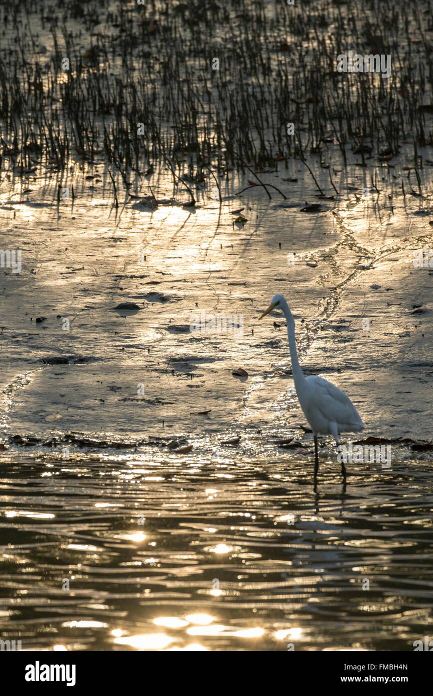 Indien, Westbengalen, Sundarbans Nationalpark, Silberreiher (Ardea Alba), Angeln in den Mangrovensumpf Stockfoto