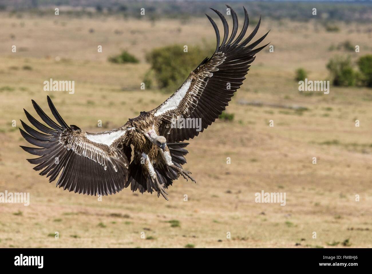 Kenia, Masai Mara Wildreservat, Weißrückenspecht Geier (abgeschottet Africanus), Landung Stockfoto