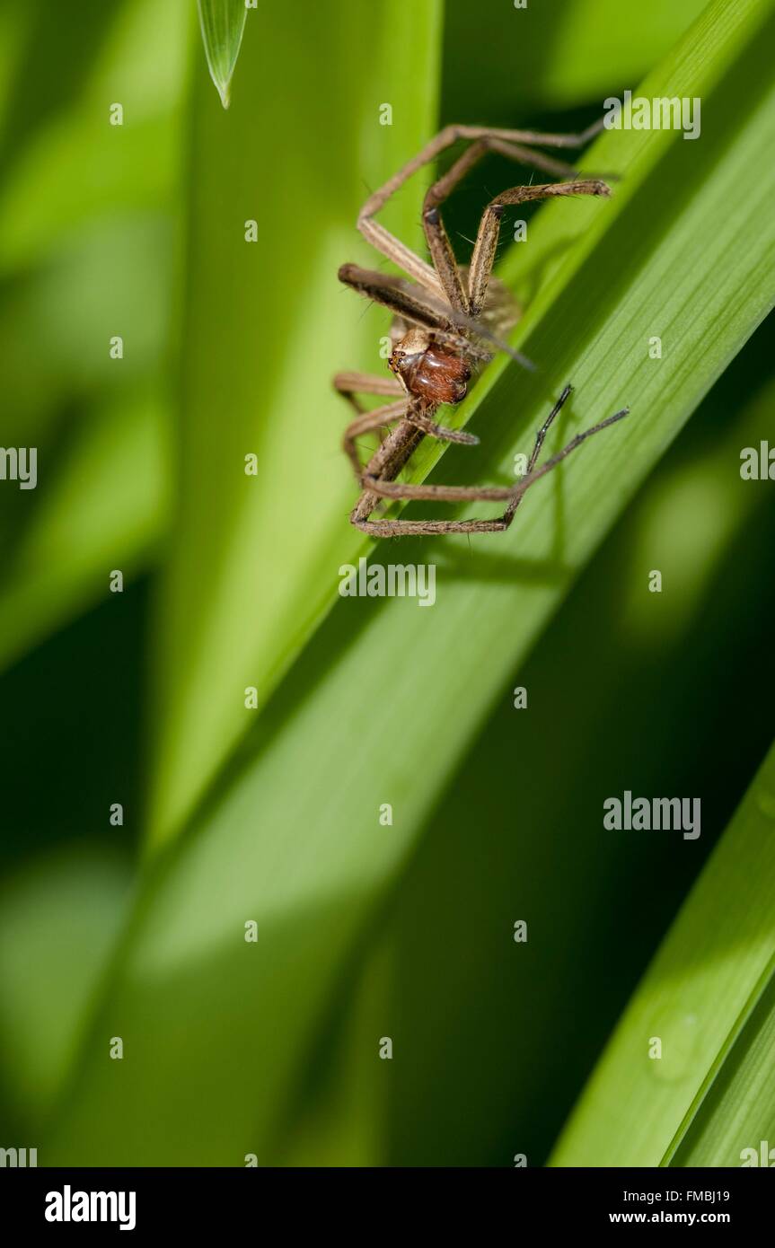 Frankreich, Isere, Pisaura mirabilis Stockfoto