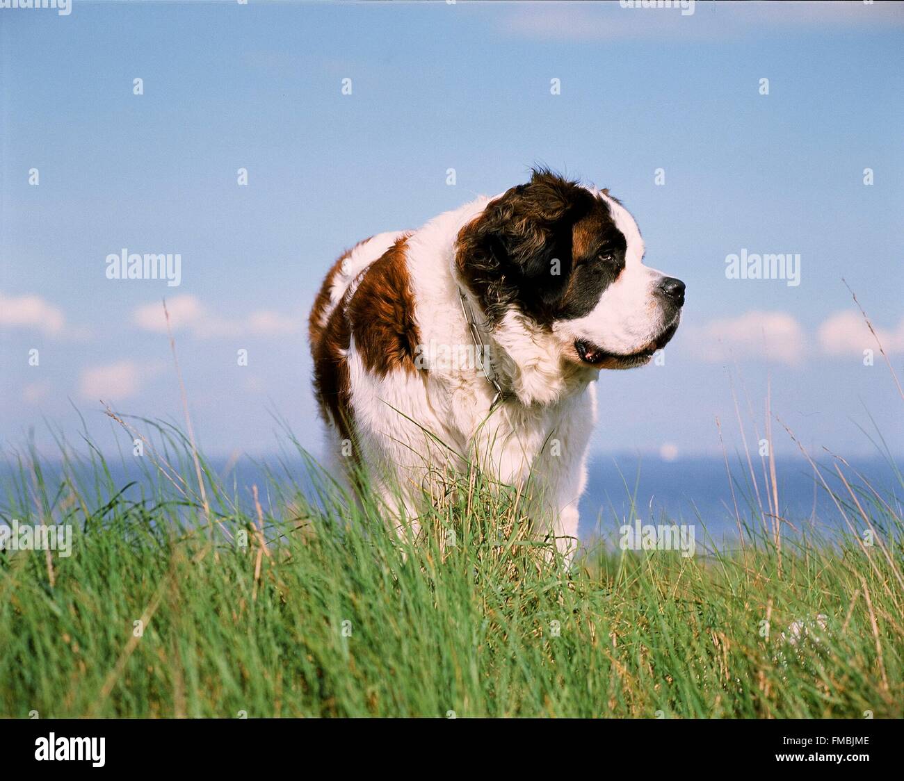 Bernhardiner (Canis Familiaris) Stockfoto