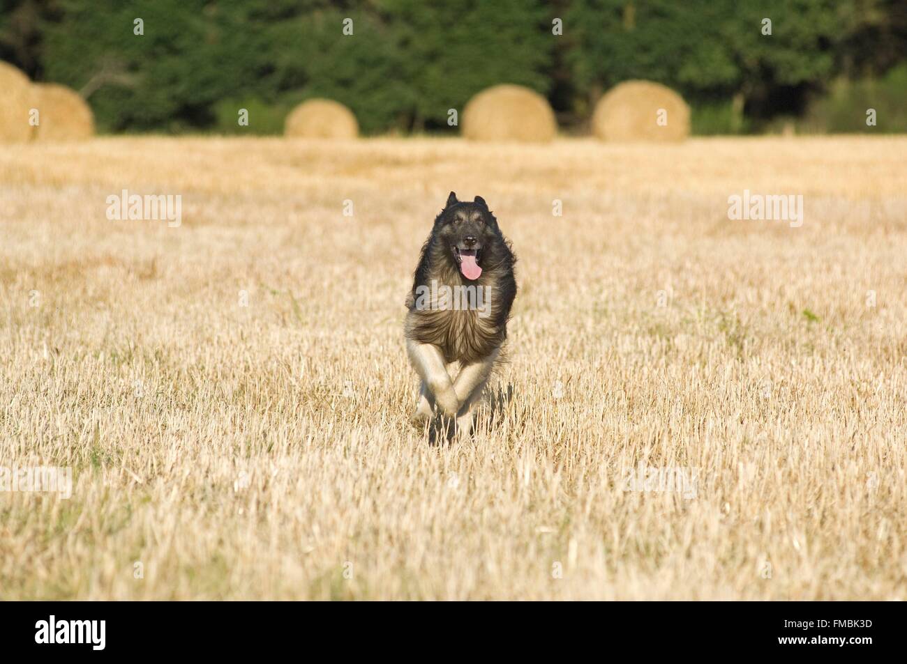 Tervuren (Canis Familiaris) Stockfoto