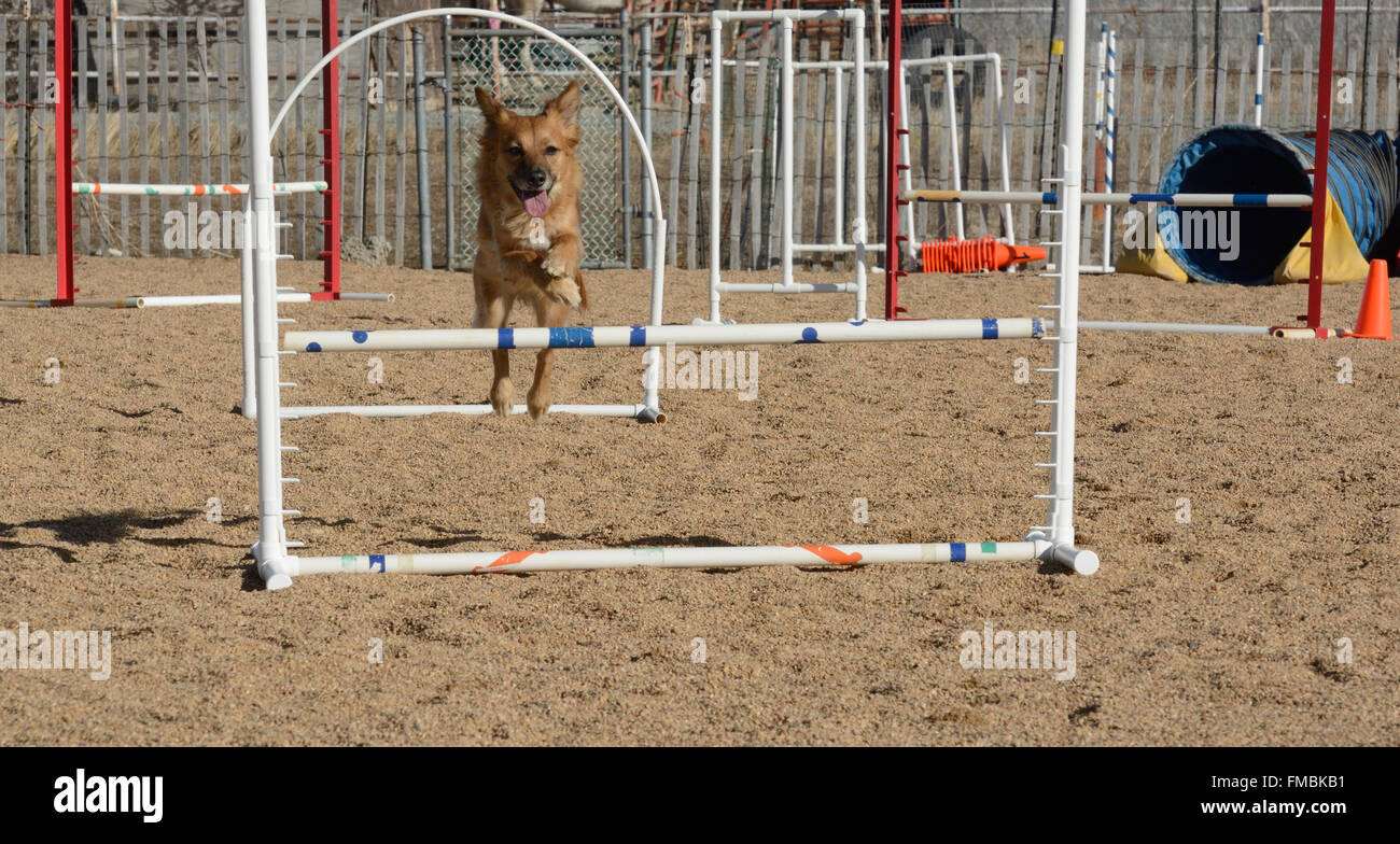 Dog Agility Praxis: Mischling Hund springen über springen Stockfoto