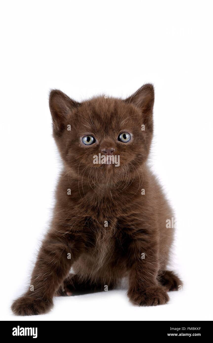 Katze (Felis Silvestris Catus), Britisch Kurzhaar Stockfoto