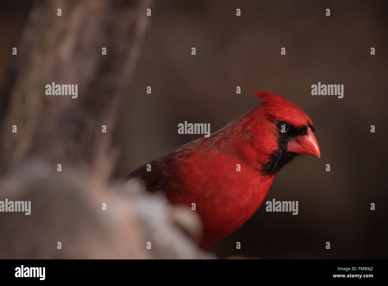 Nördlichen Kardinal Höchststand um einen stumpf Stockfoto