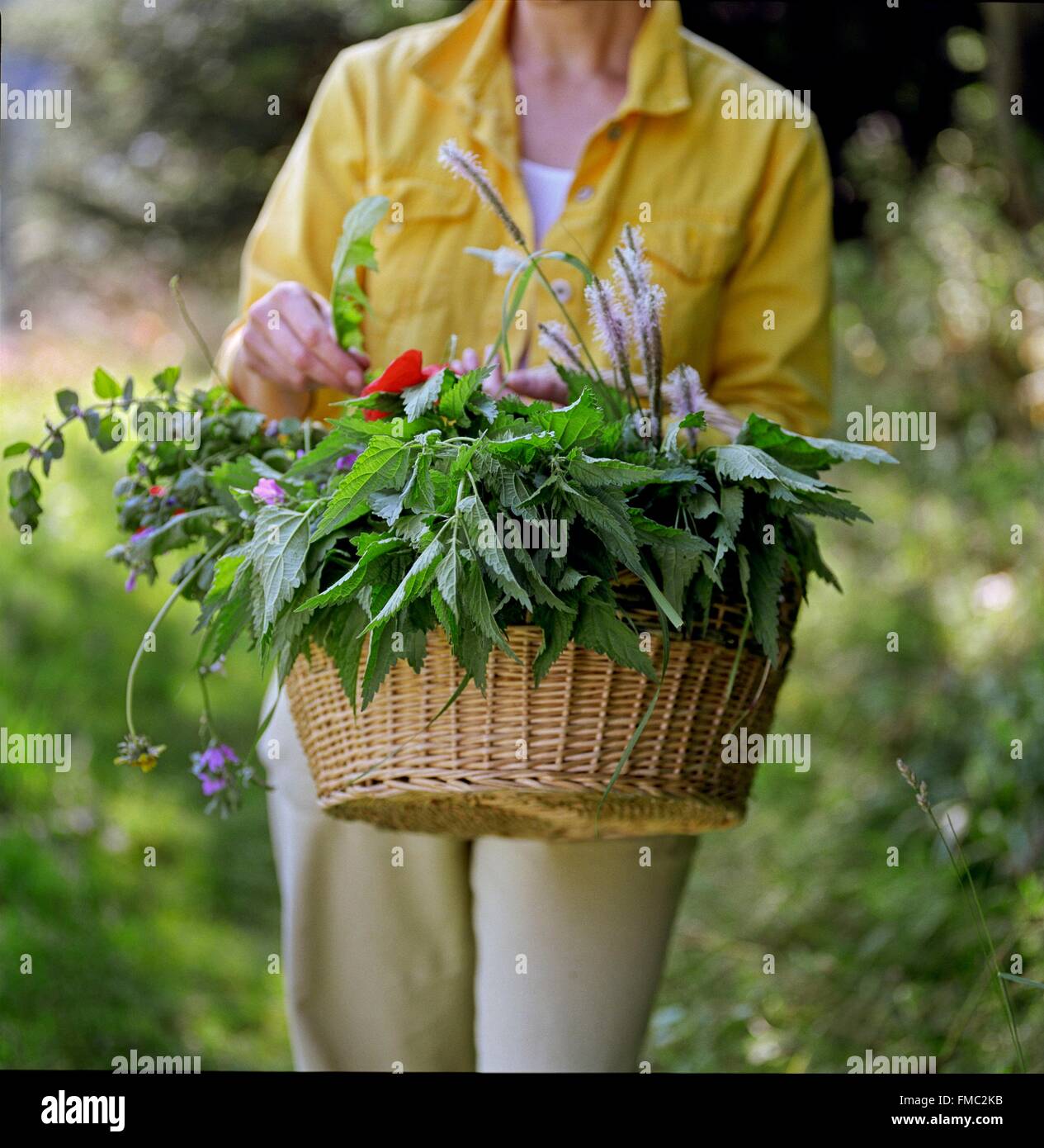 Frankreich, Korb mit essbaren Wildpflanzen Stockfoto