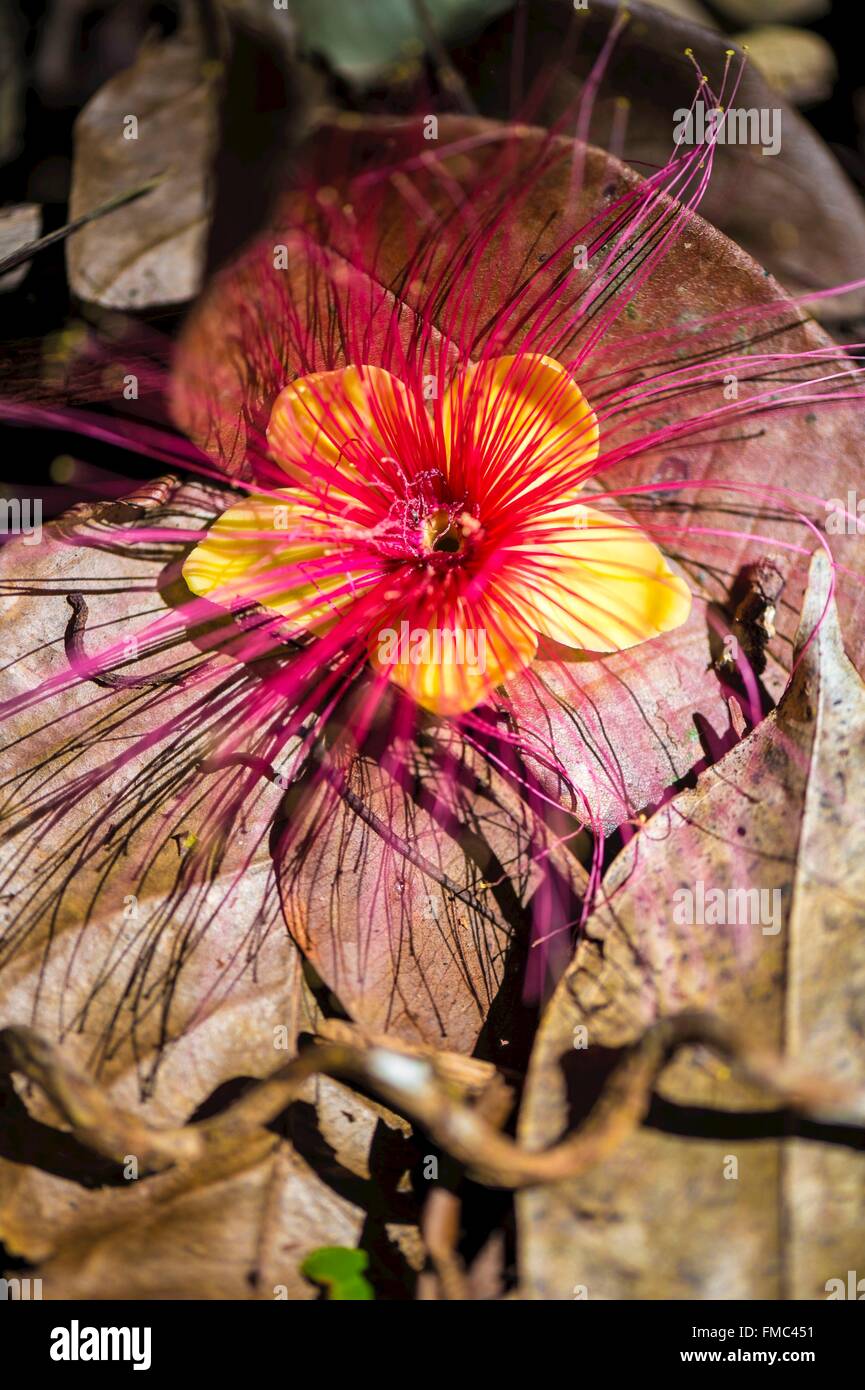 Frankreich, Guyana, Französisch Guyana Amazonas Park, Herz-Bereich, Camopi, Chawari Blume (Caryocar Glabrum) am Mount Itoupe (830 m), Stockfoto