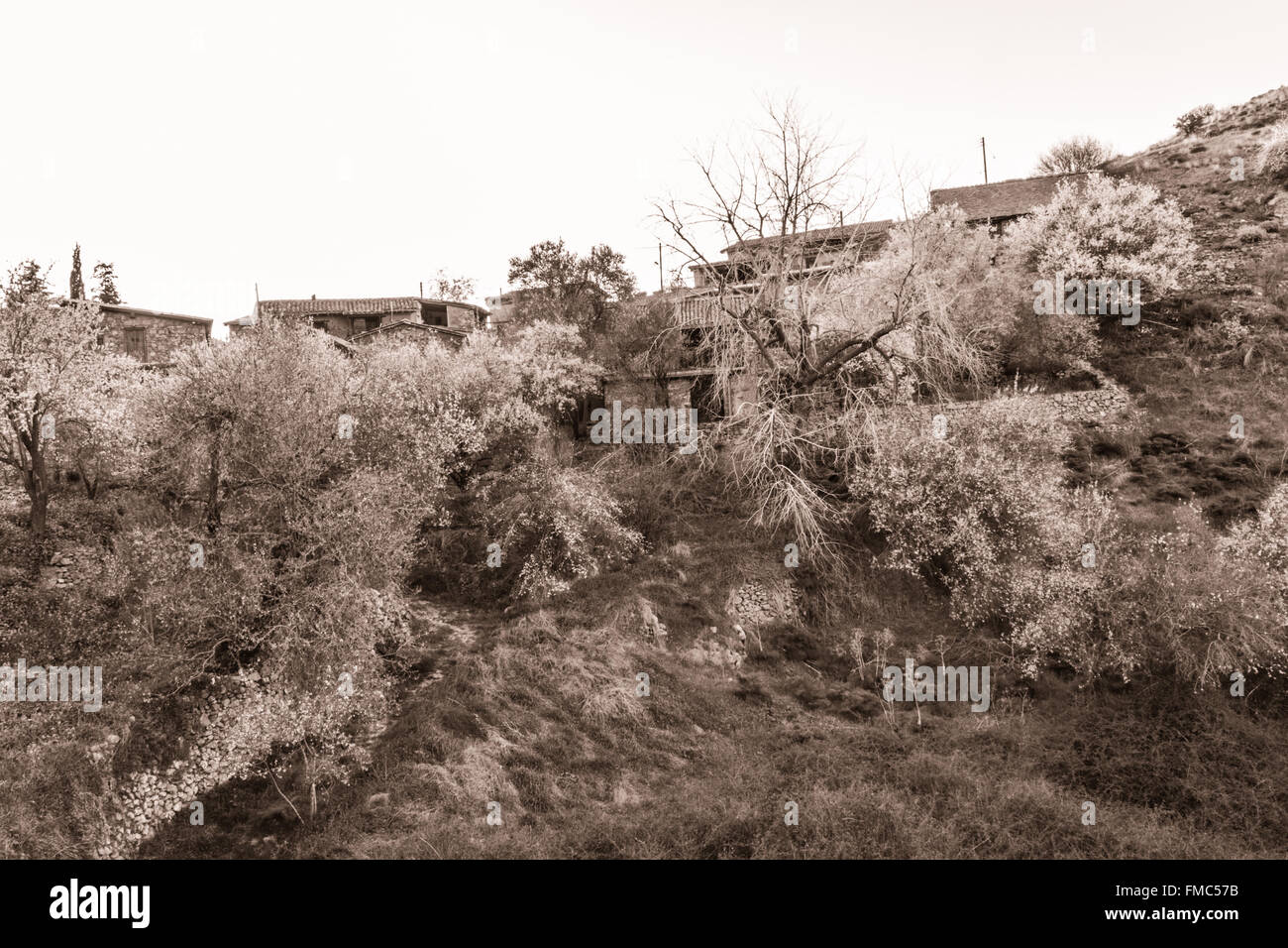 Blühende Mandelbäume in Fikardou Dorf-Sepia getönt Stockfoto