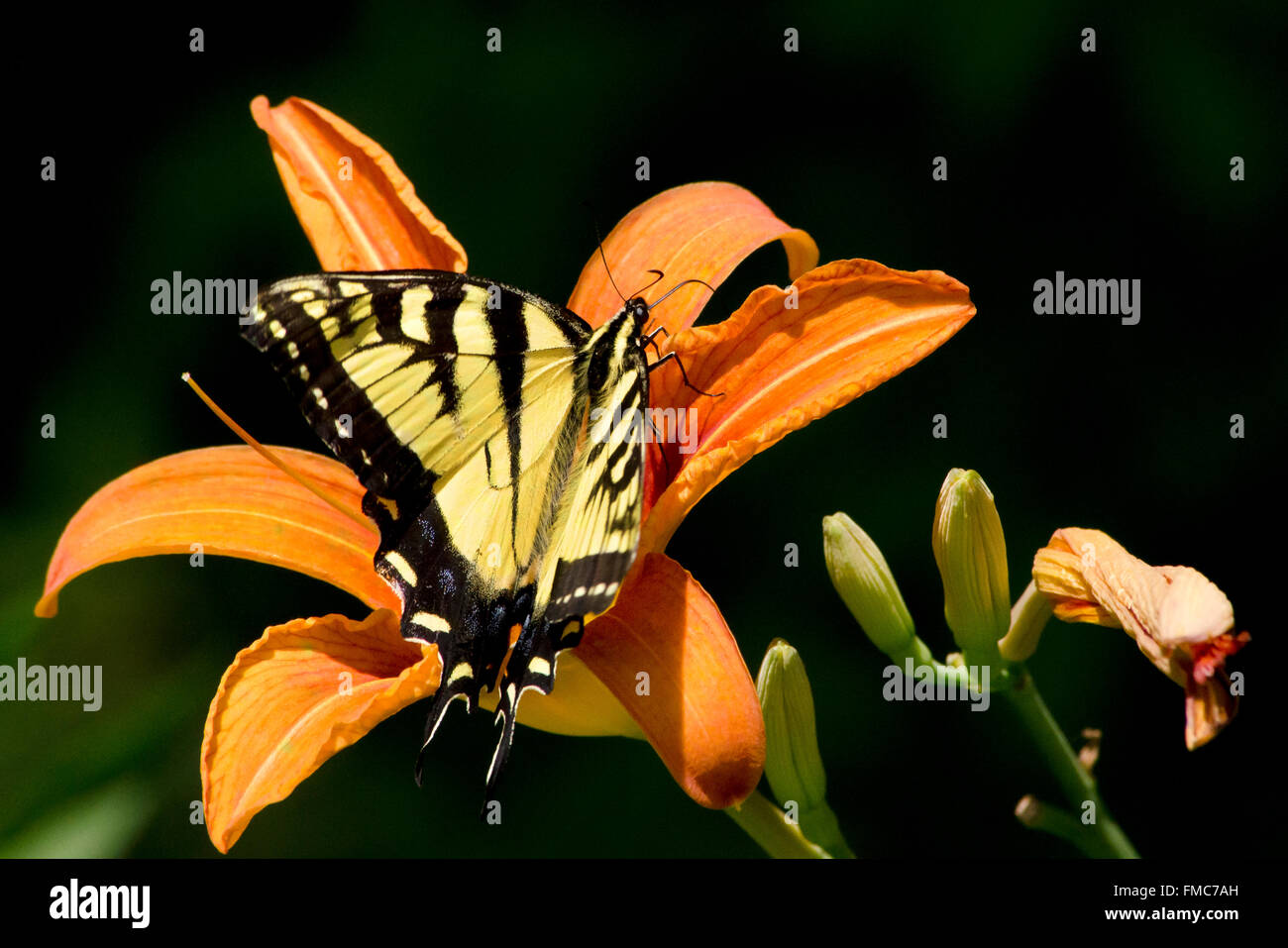 Östliche Tiger Schwalbenschwanz Schmetterling Flügel öffnen Fütterung auf eine orange Lilie Blume im Sommer Garten Lebensraum. Stockfoto