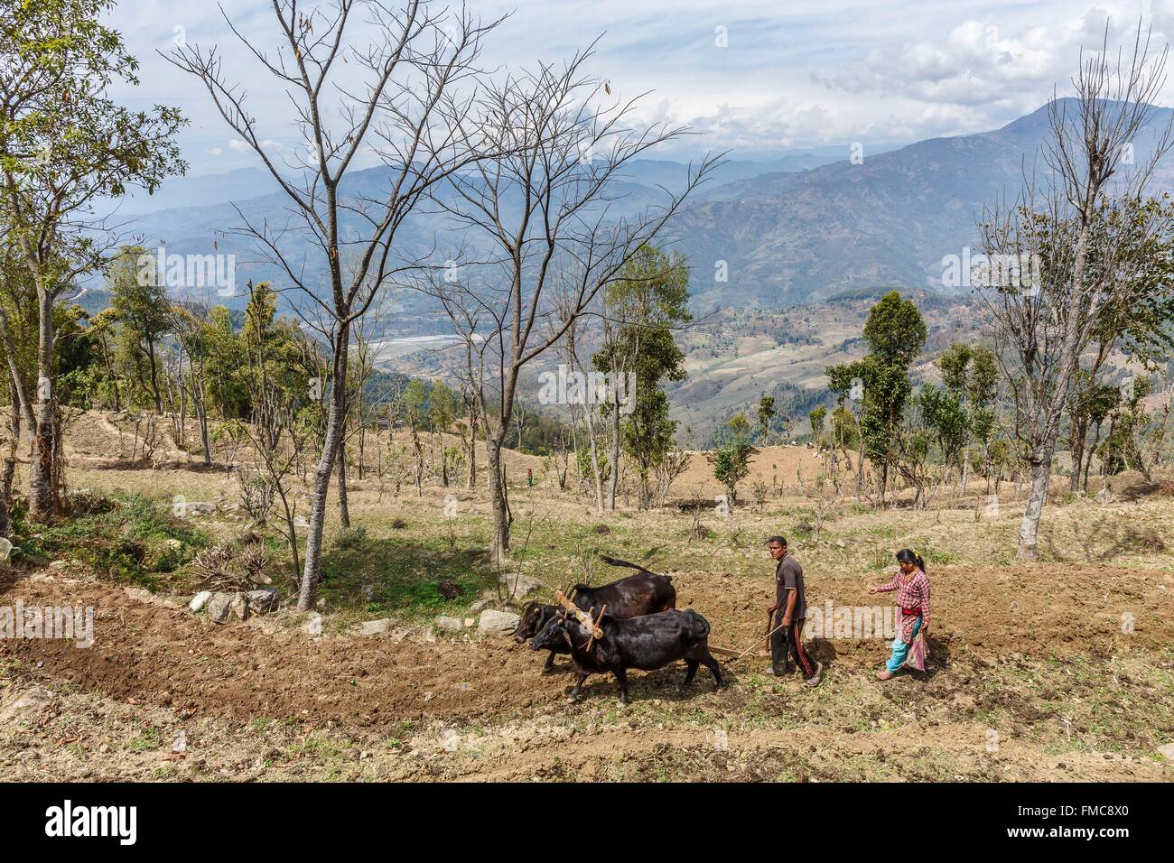 Nepal, Gandaki Zone, Gorkha, ein paar ein Feld mit Ochsen pflügen Stockfoto