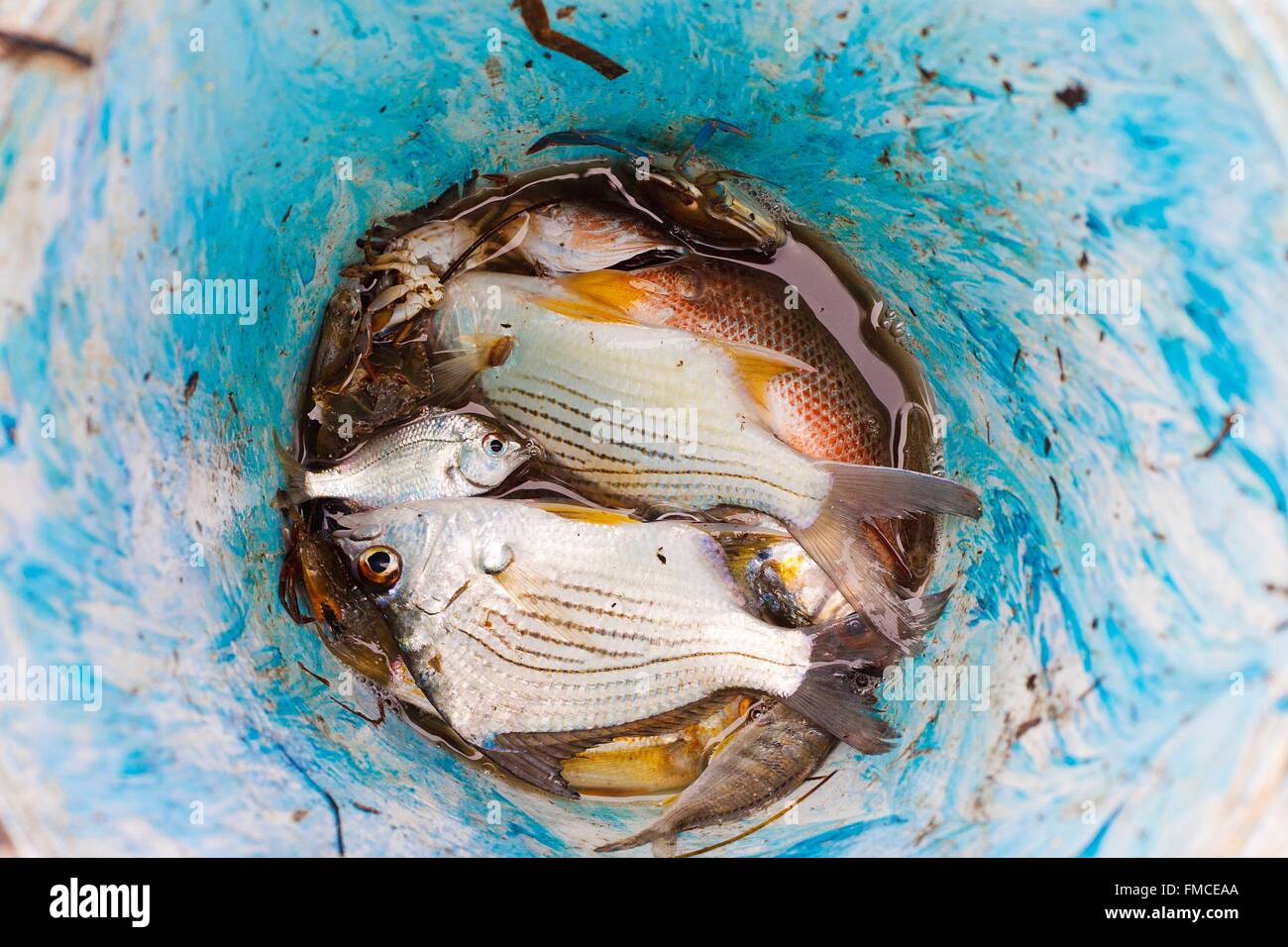 Kuba, Villa Clara, Caibarien, Fisch in einem blauen Eimer Stockfoto