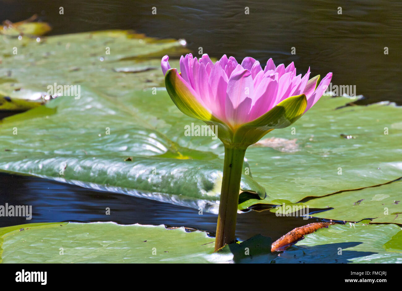 Rote Seerose und Seerosen in einem See in der Nähe von Brisbane, Queensland, Australien Stockfoto